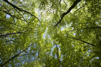 Circle of tall trees viewed from the ground, with the sky peeking through